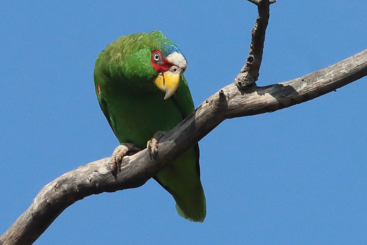White-fronted Amazon - ML638237897
