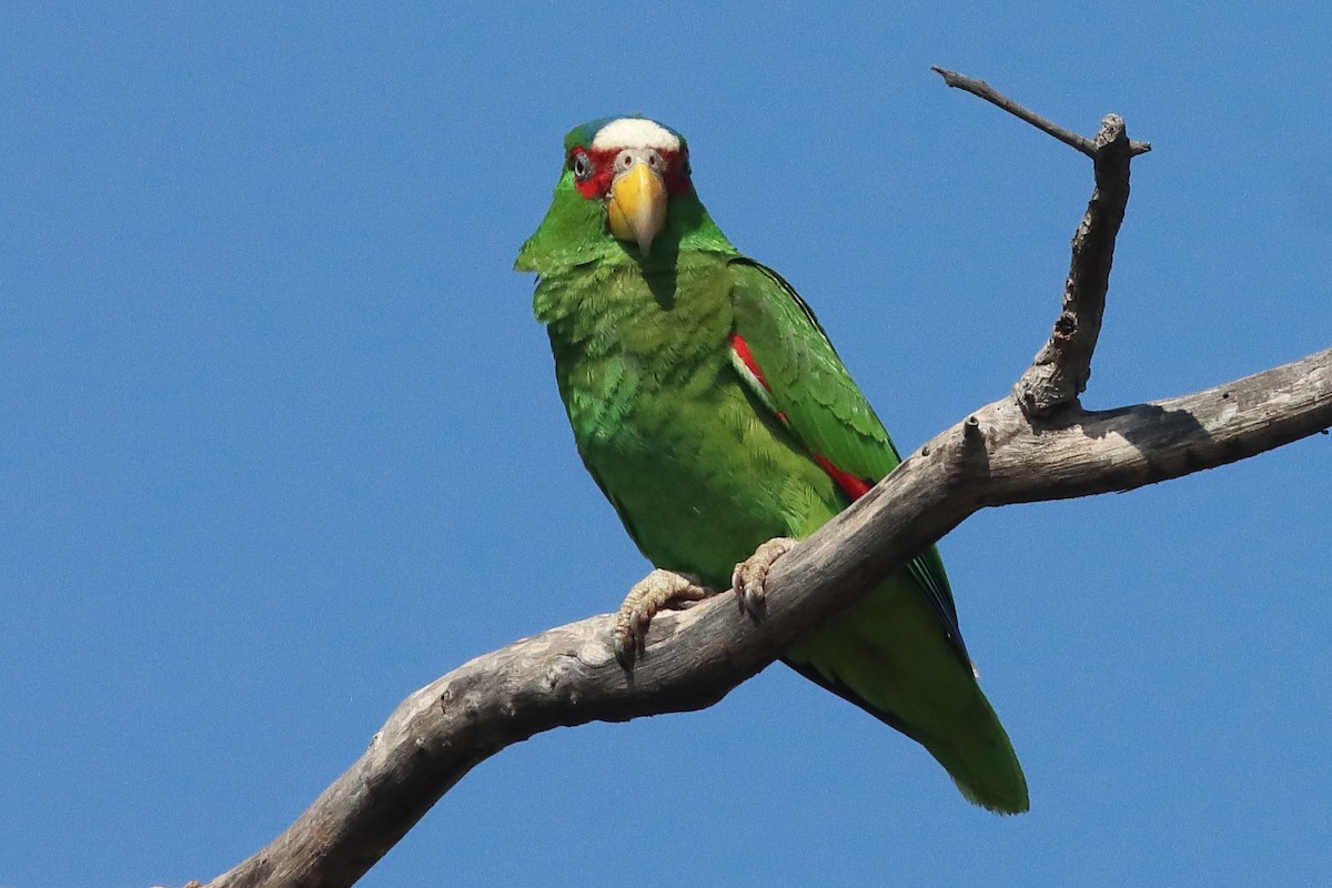 White-fronted Amazon - ML638237898
