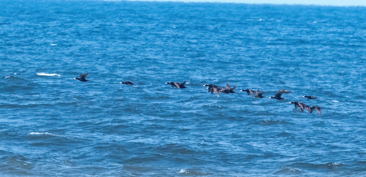 Surf Scoter - ML638237899