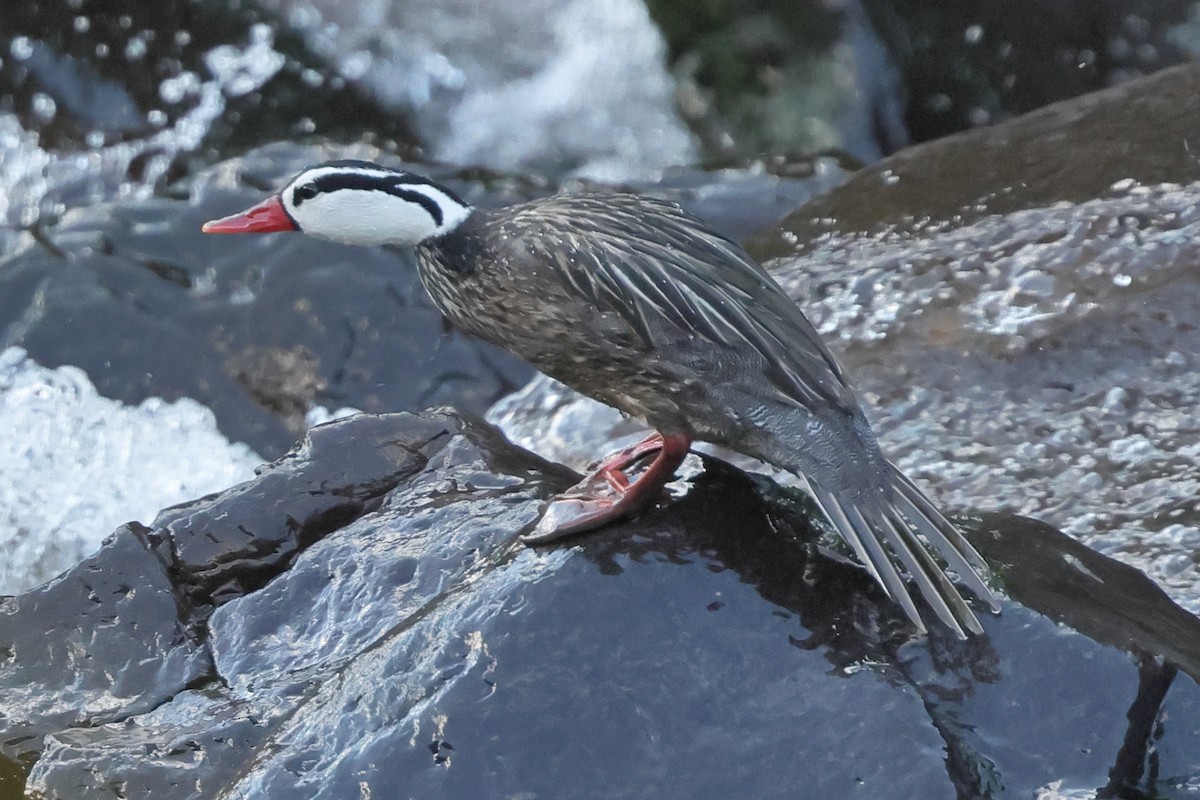 kachna bystřinná - ML638237904