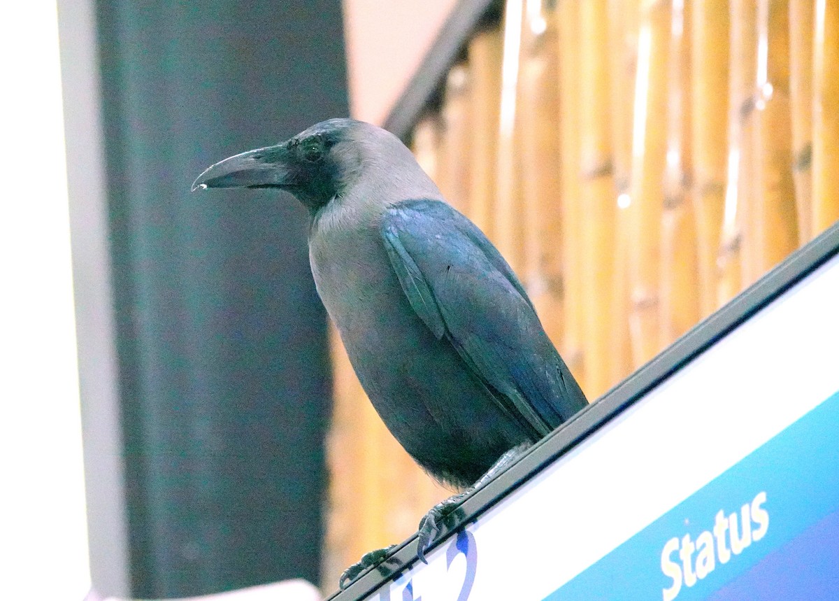 House Crow - ML638237924