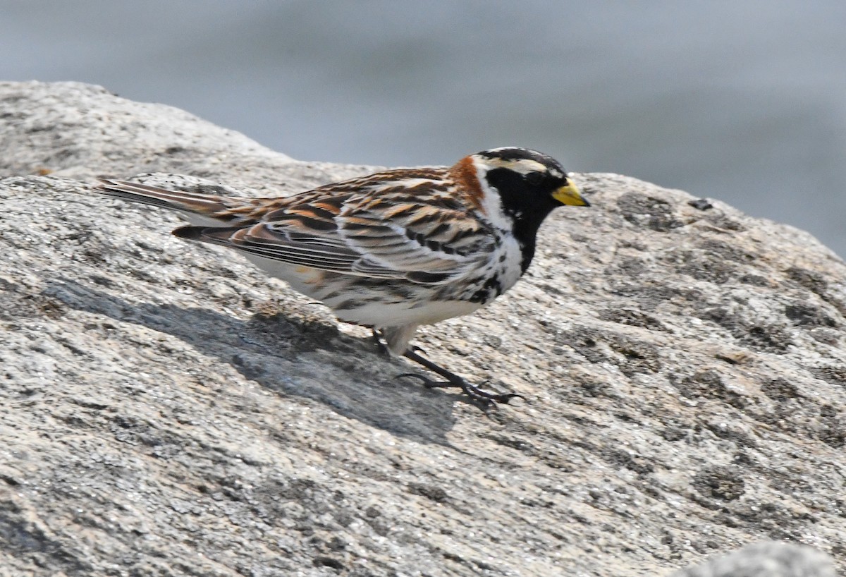 Lapland Longspur - ML638237927