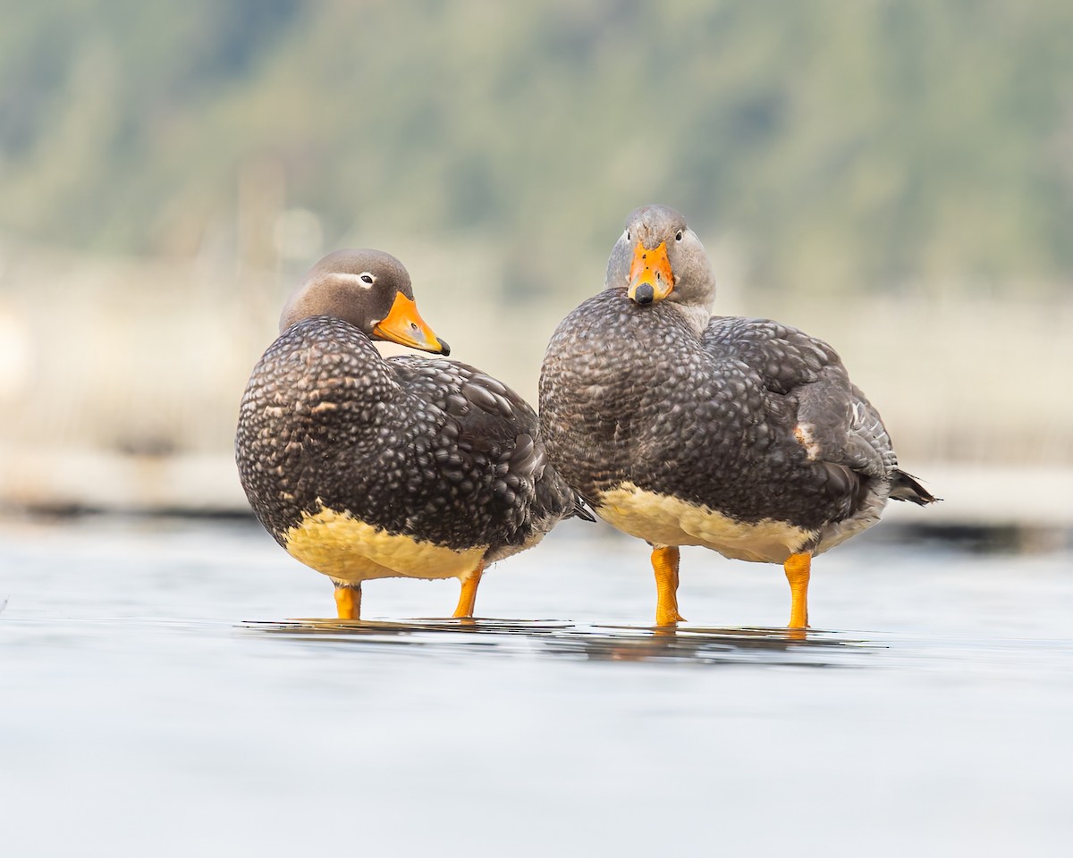 Flightless Steamer-Duck - ML638237932