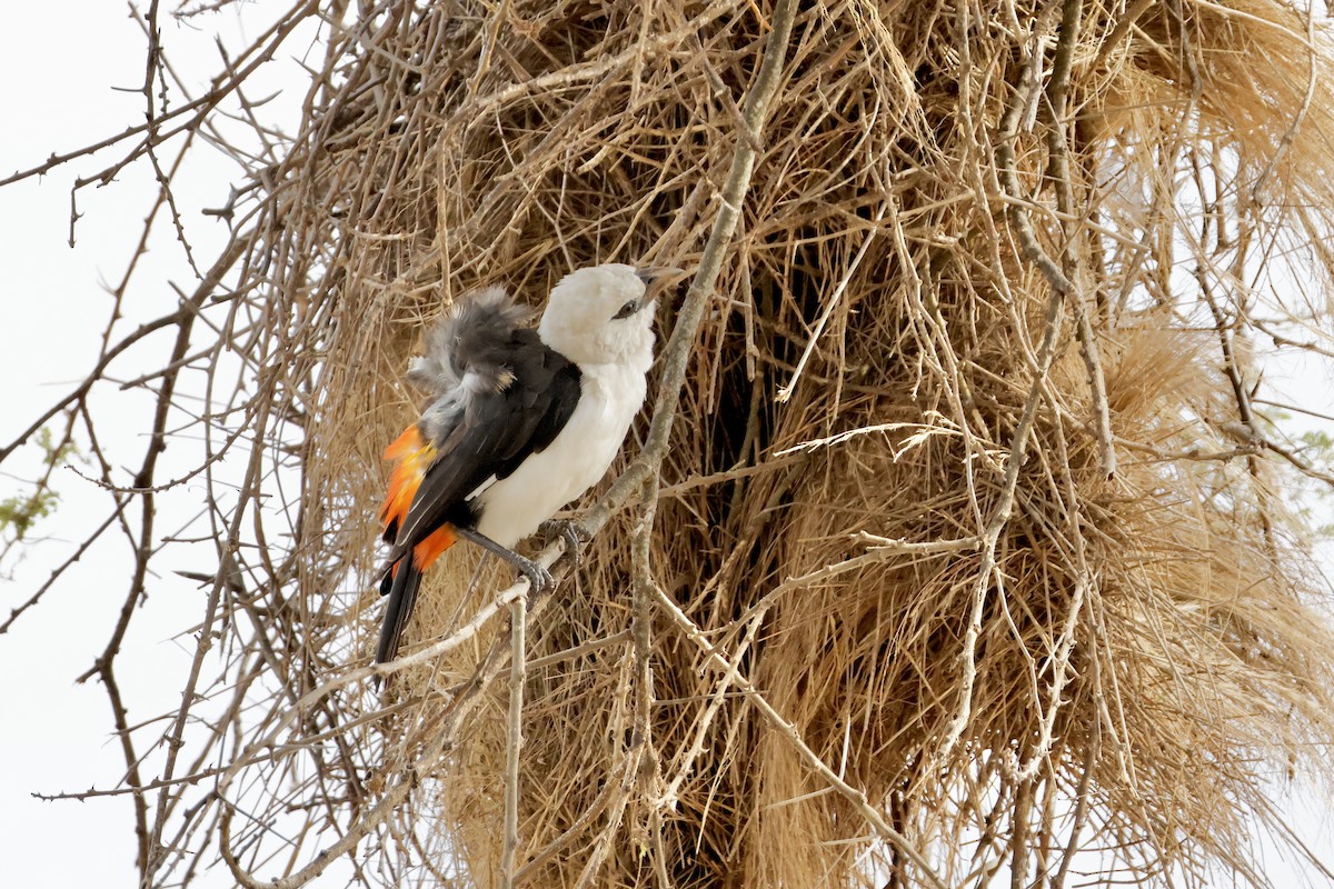 White-headed Buffalo-Weaver - ML638237950