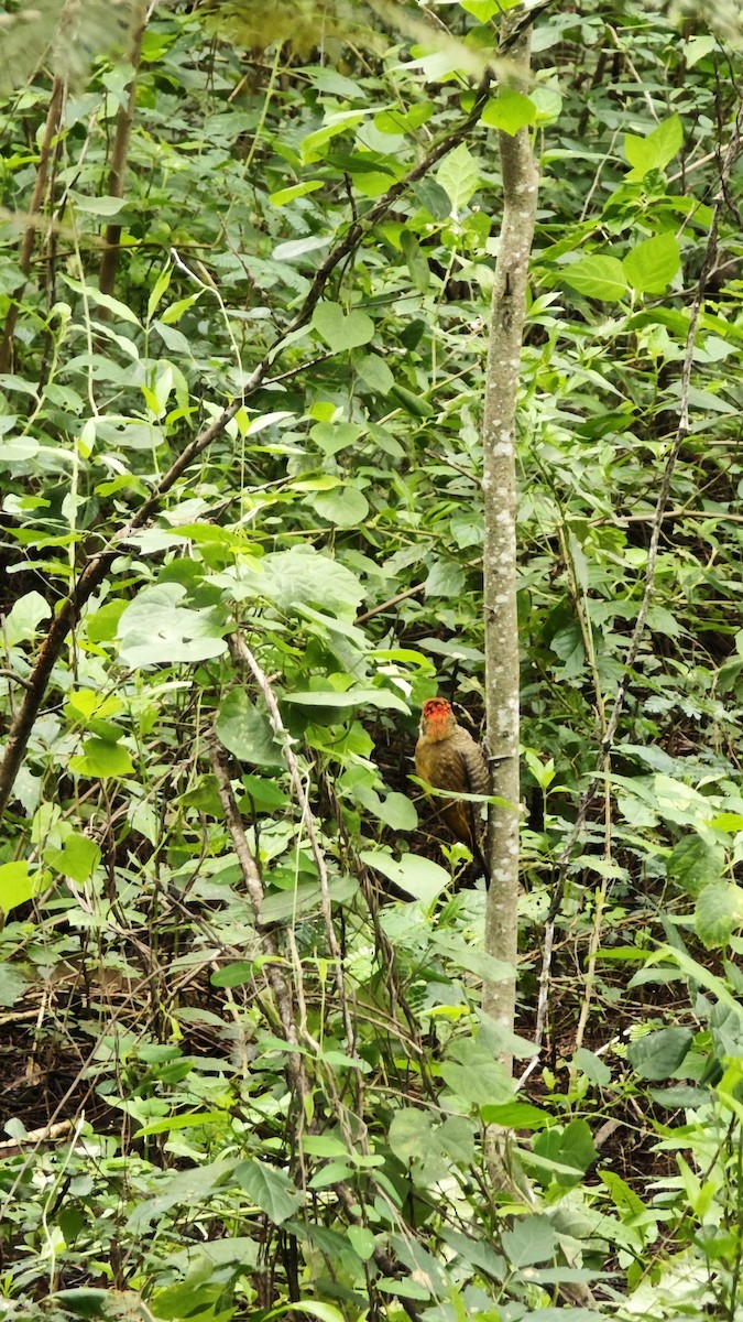 Little Woodpecker - ML638237951