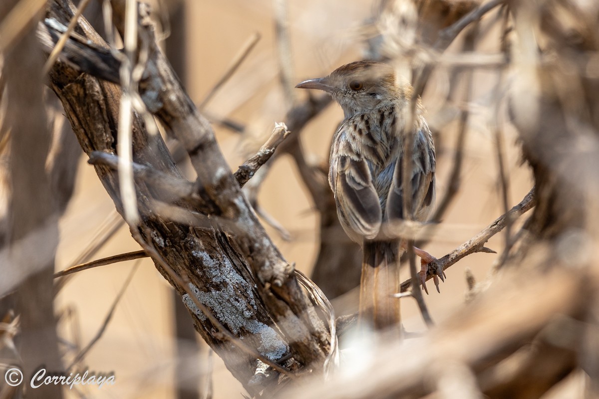 Rattling Cisticola - ML638237955