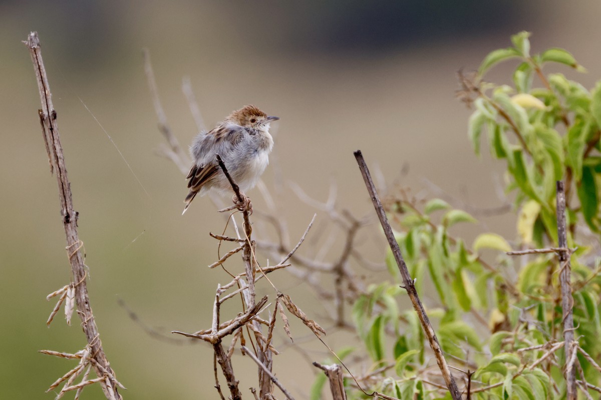 Rattling Cisticola - ML638237956