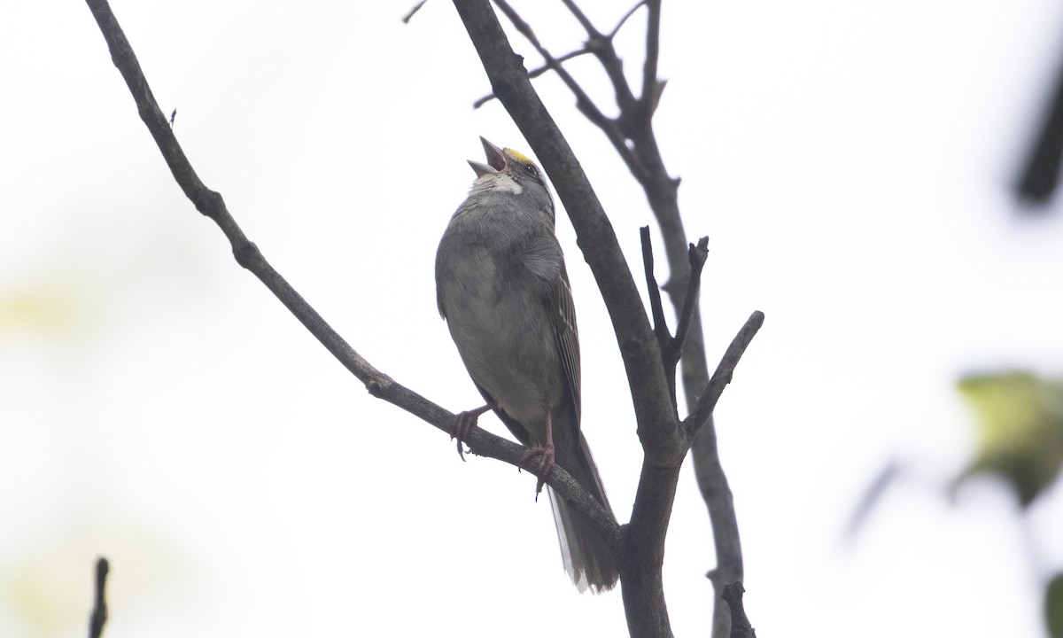 White-throated Sparrow - ML638237973