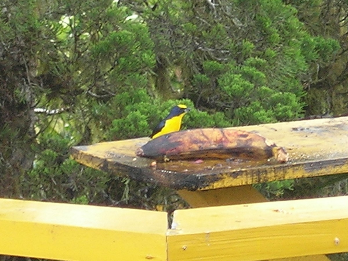Thick-billed Euphonia - ML638237977