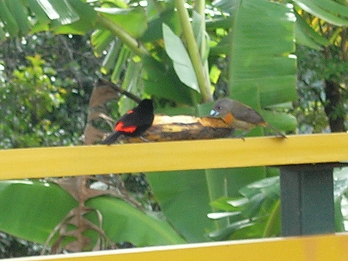 Scarlet-rumped Tanager - ML638238010