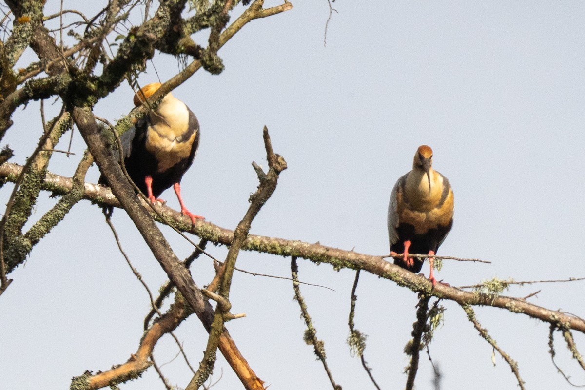 ibis laločnatý - ML638238022