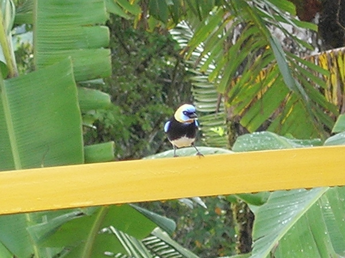 Golden-hooded Tanager - ML638238038