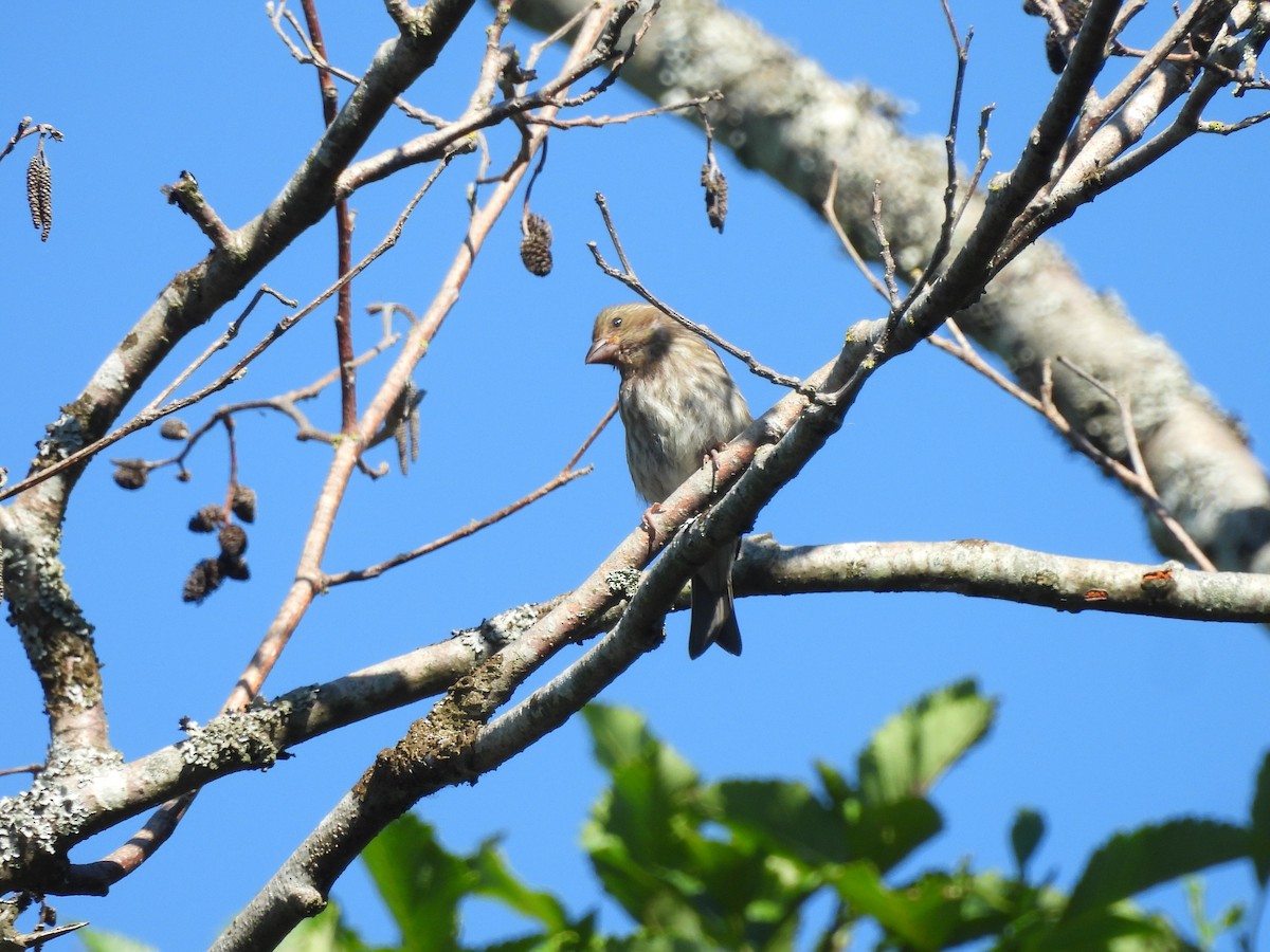 Purple Finch - ML638238043