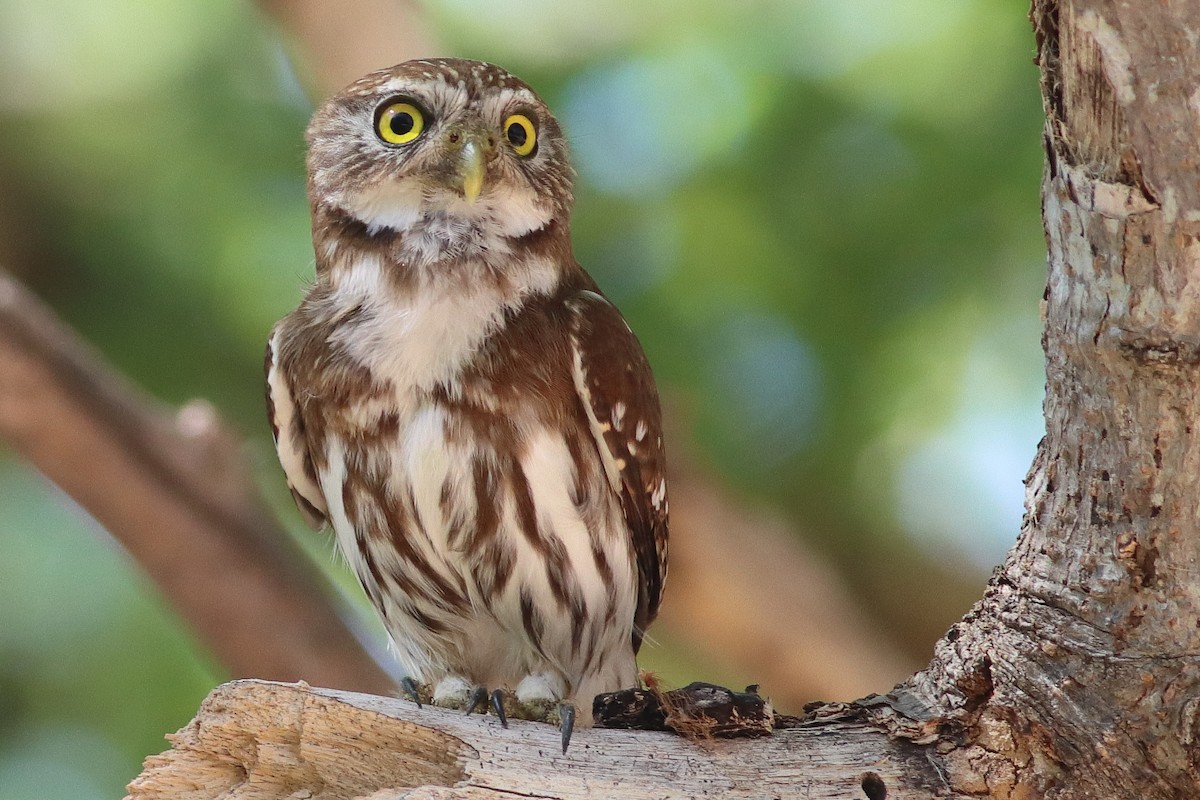 Ferruginous Pygmy-Owl - ML638238053