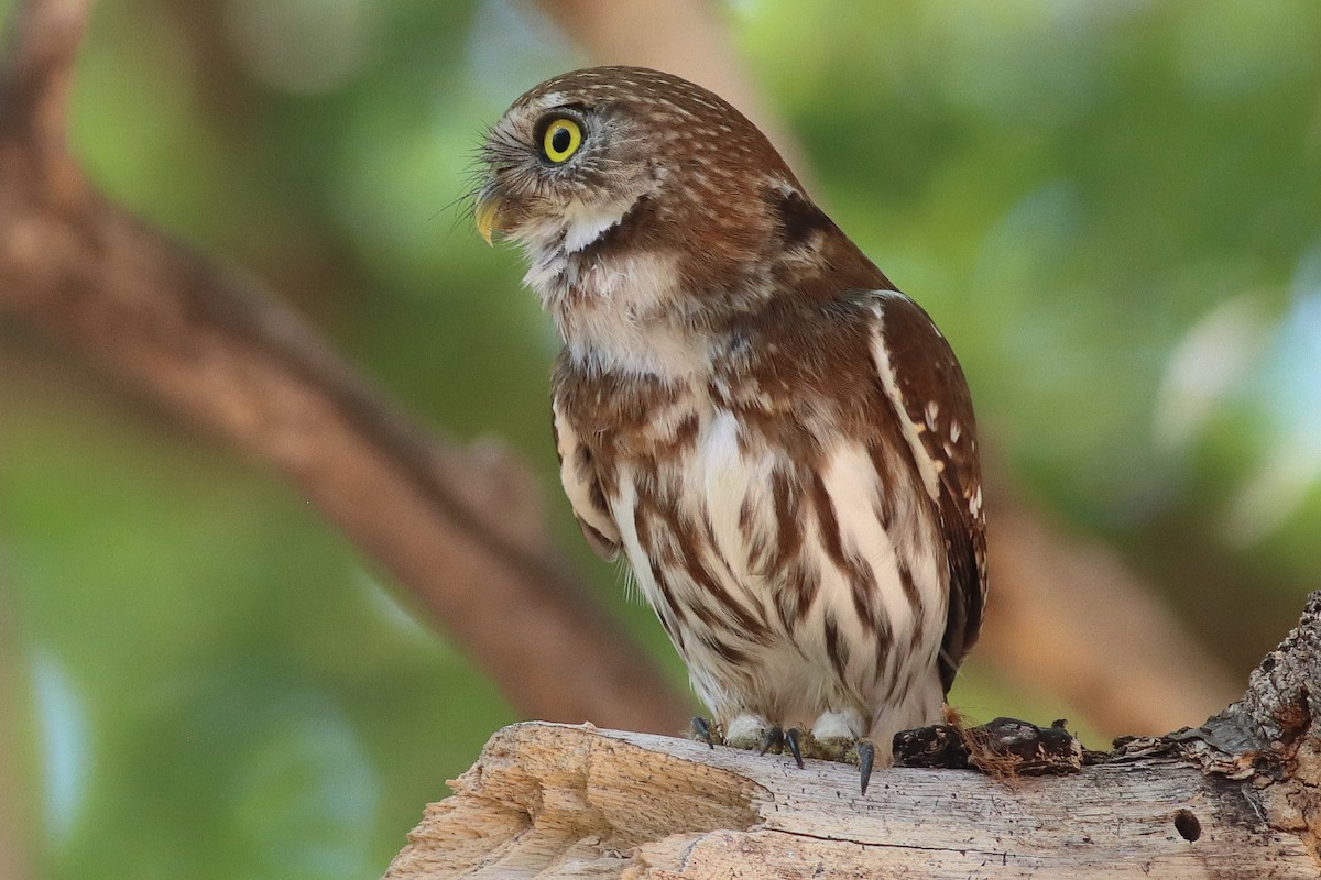 Ferruginous Pygmy-Owl - ML638238056