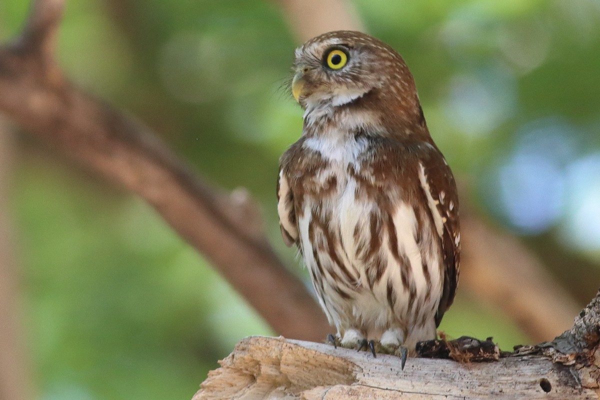 Ferruginous Pygmy-Owl - ML638238057