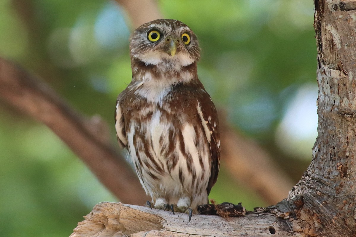 Ferruginous Pygmy-Owl - ML638238059