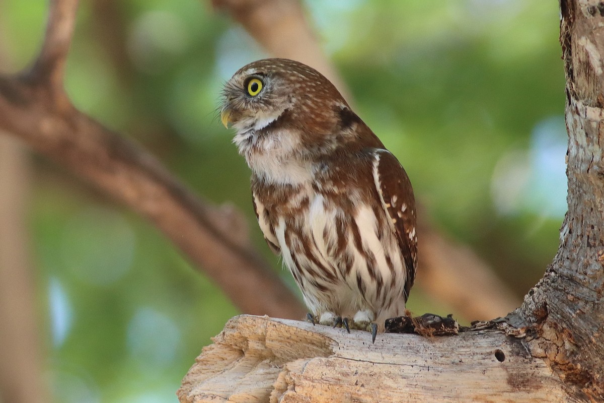 Ferruginous Pygmy-Owl - ML638238060