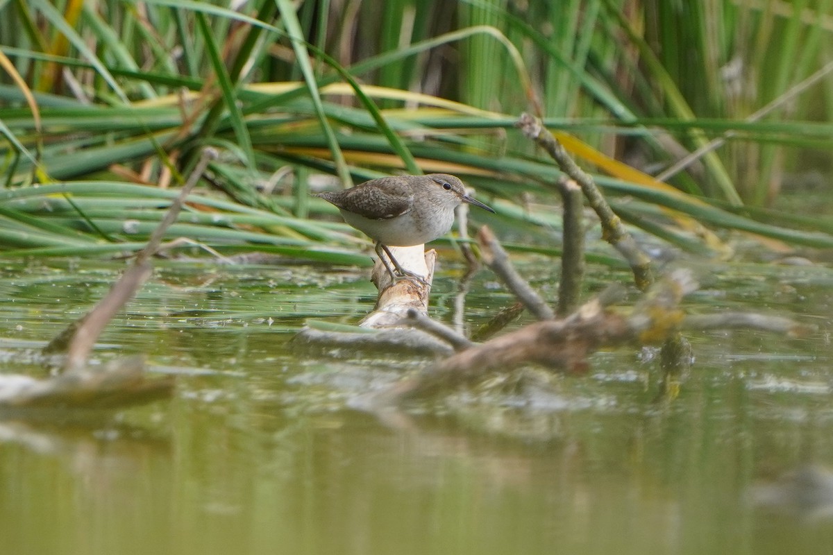 Common Sandpiper - ML638238068