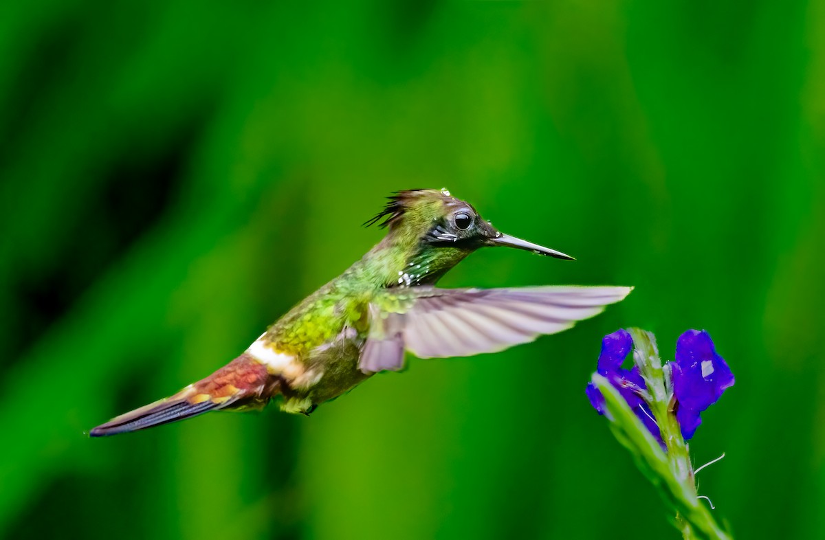 Butterfly Coquette - ML638238108