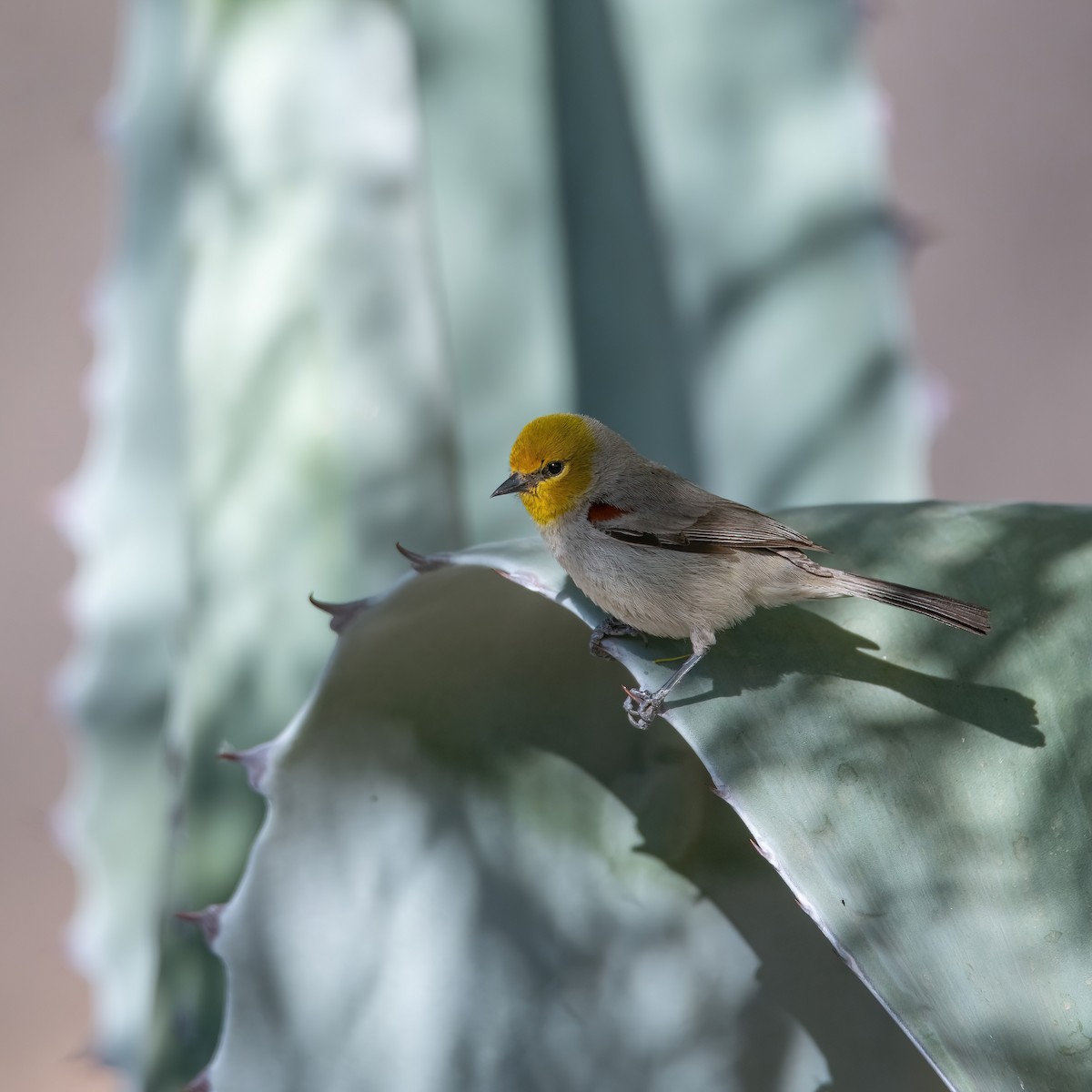 Verdin - ML638238115