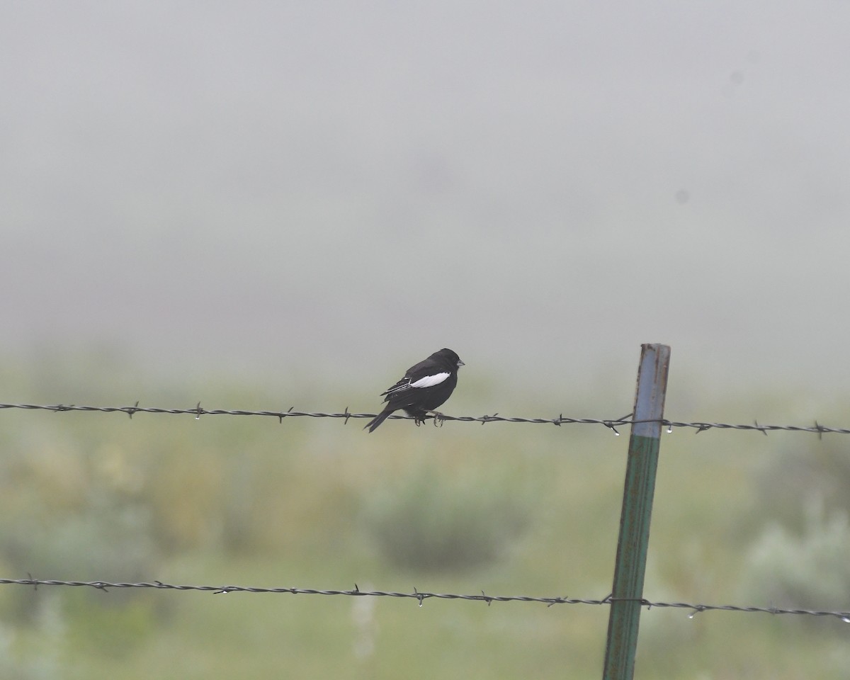 Lark Bunting - ML638238126