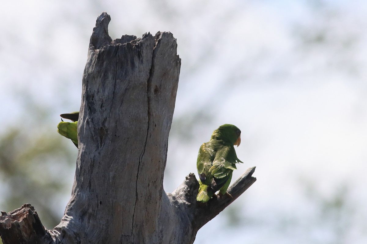 White-fronted Amazon - ML638238128