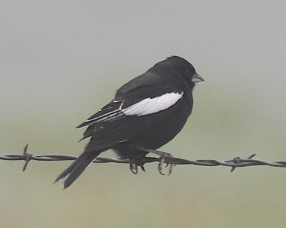 Lark Bunting - ML638238129