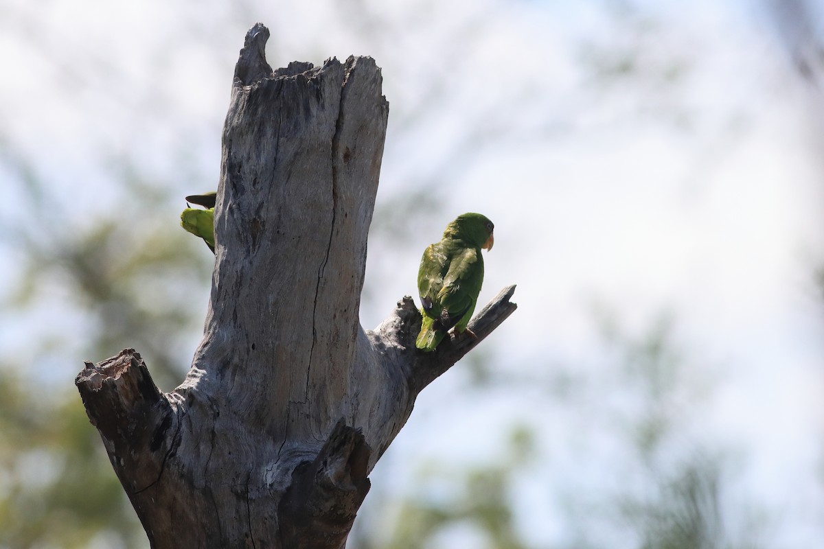 White-fronted Amazon - ML638238130
