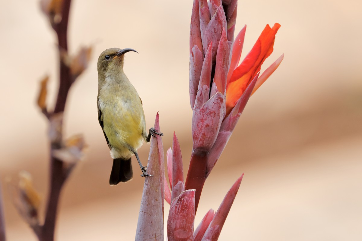 Variable Sunbird - ML638238138
