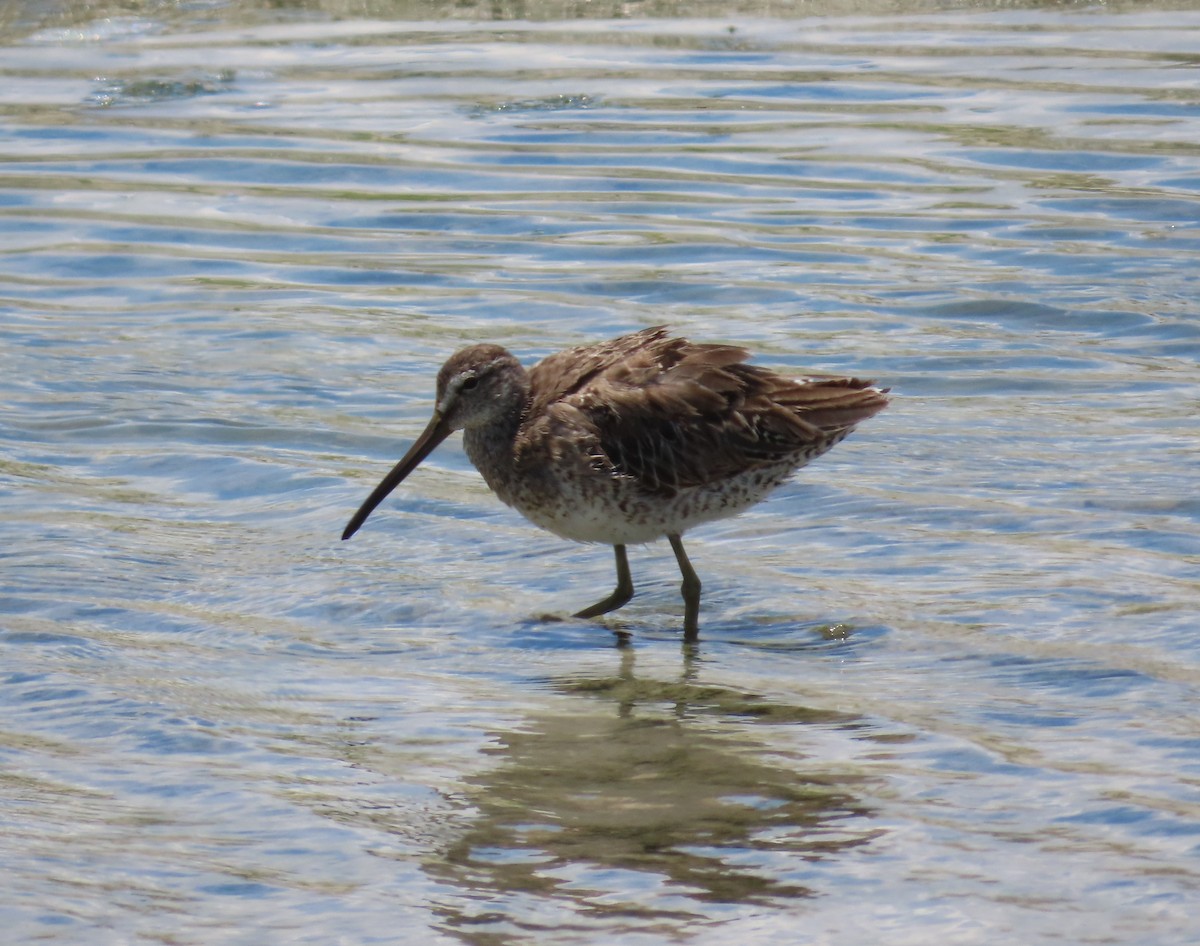 Short-billed Dowitcher - ML638238139