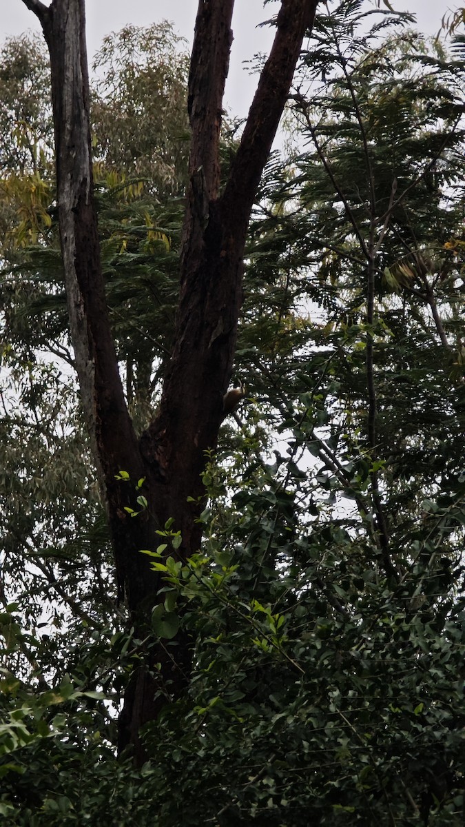 Narrow-billed Woodcreeper - ML638238156