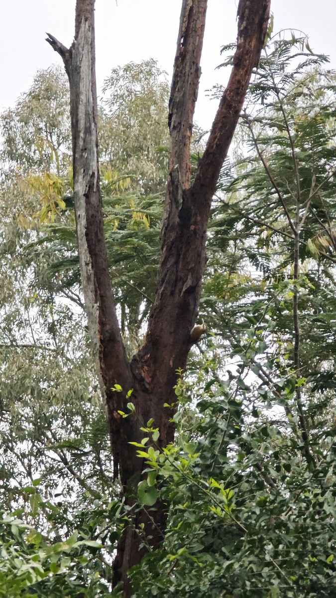 Narrow-billed Woodcreeper - ML638238158