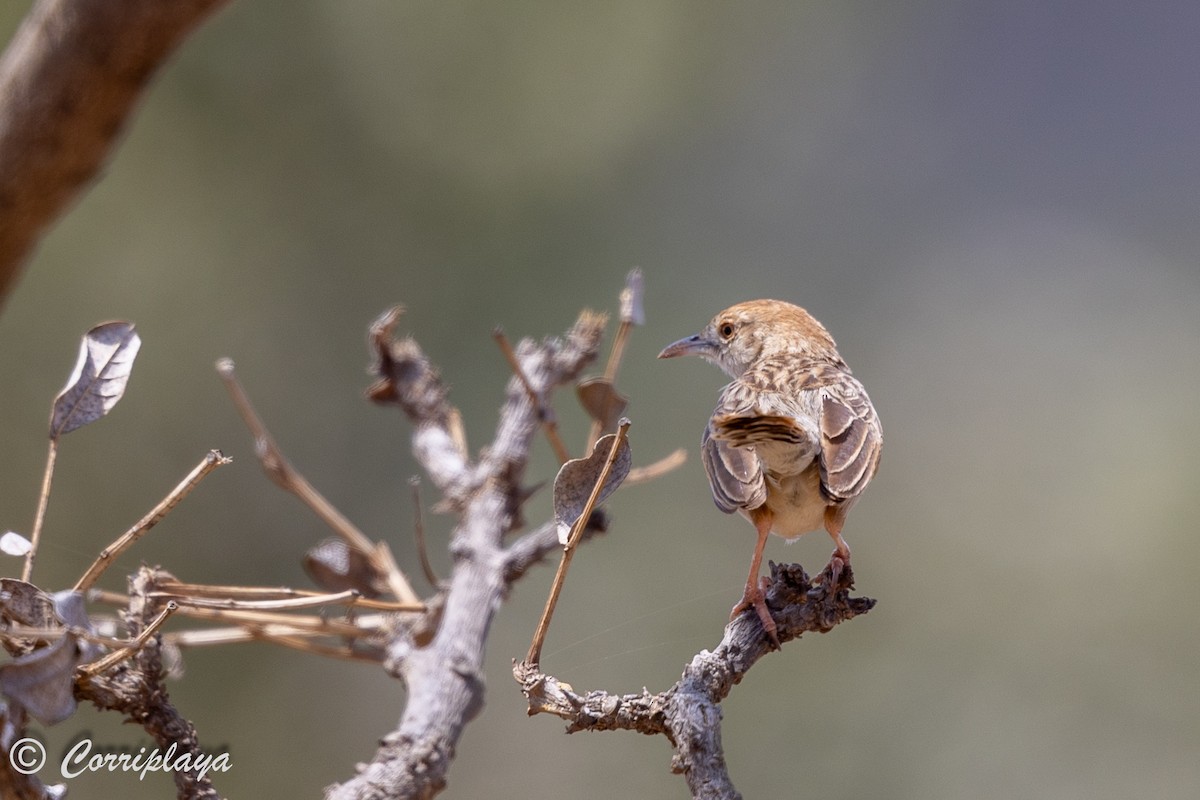 Rattling Cisticola - ML638238160