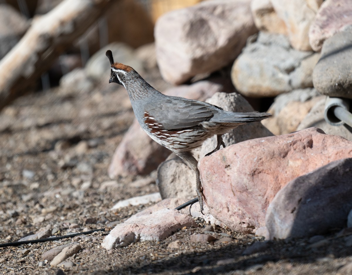Gambel's Quail - ML638238184
