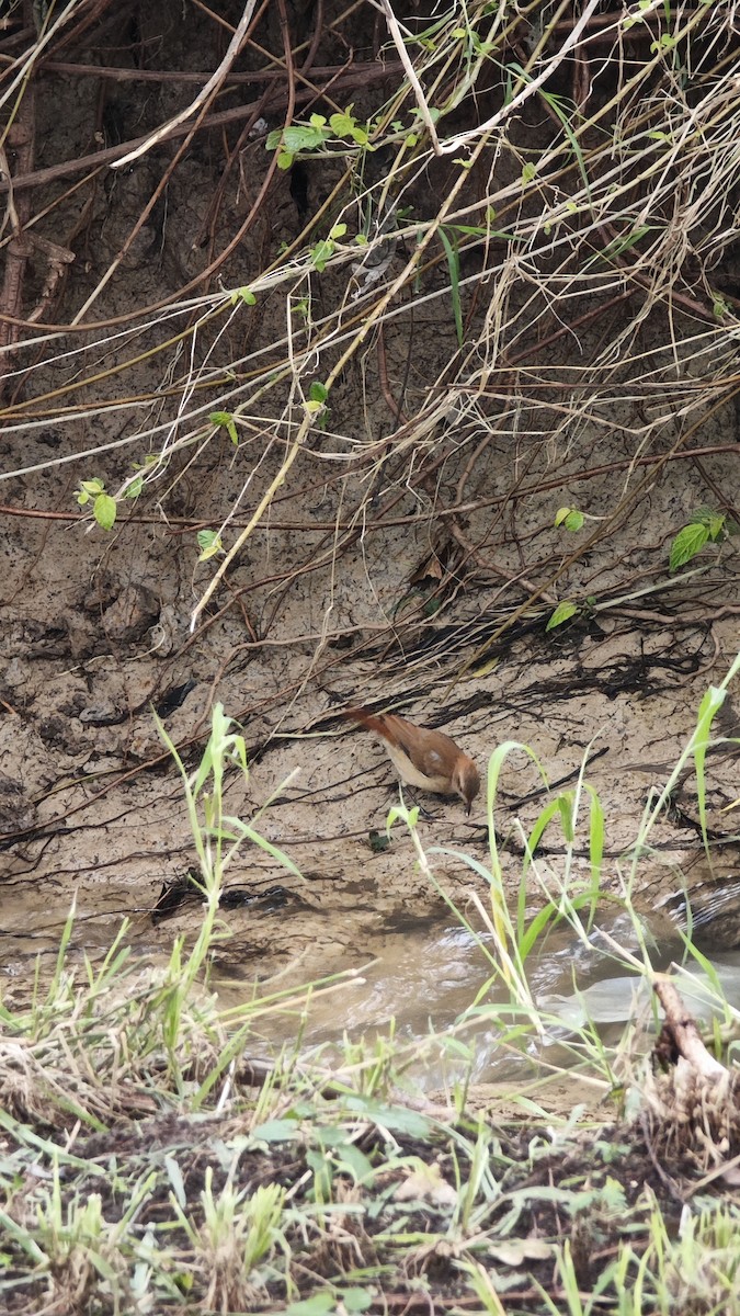 Rufous Hornero - ML638238188