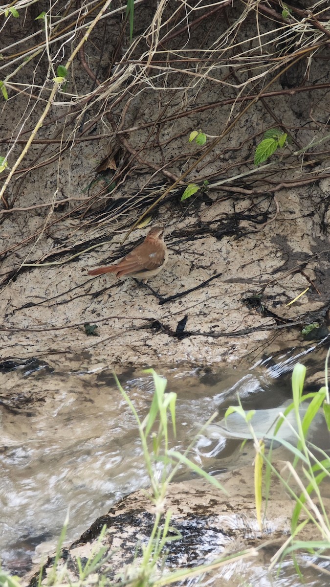 Rufous Hornero - ML638238189