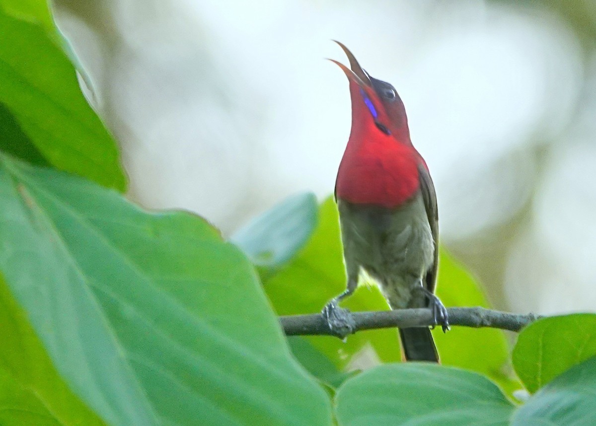 Crimson Sunbird - ML638238196