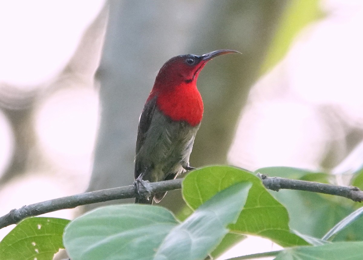 Crimson Sunbird - ML638238197