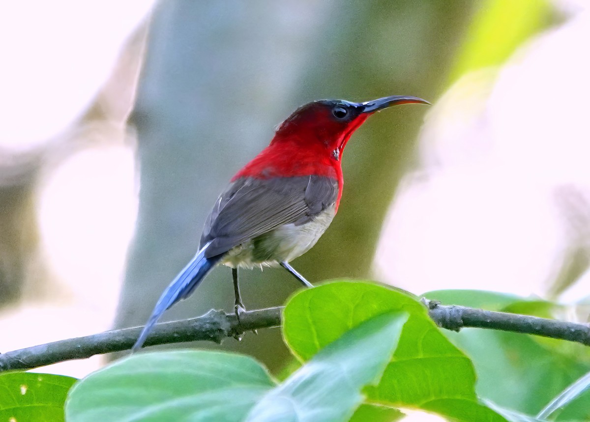 Crimson Sunbird - ML638238198