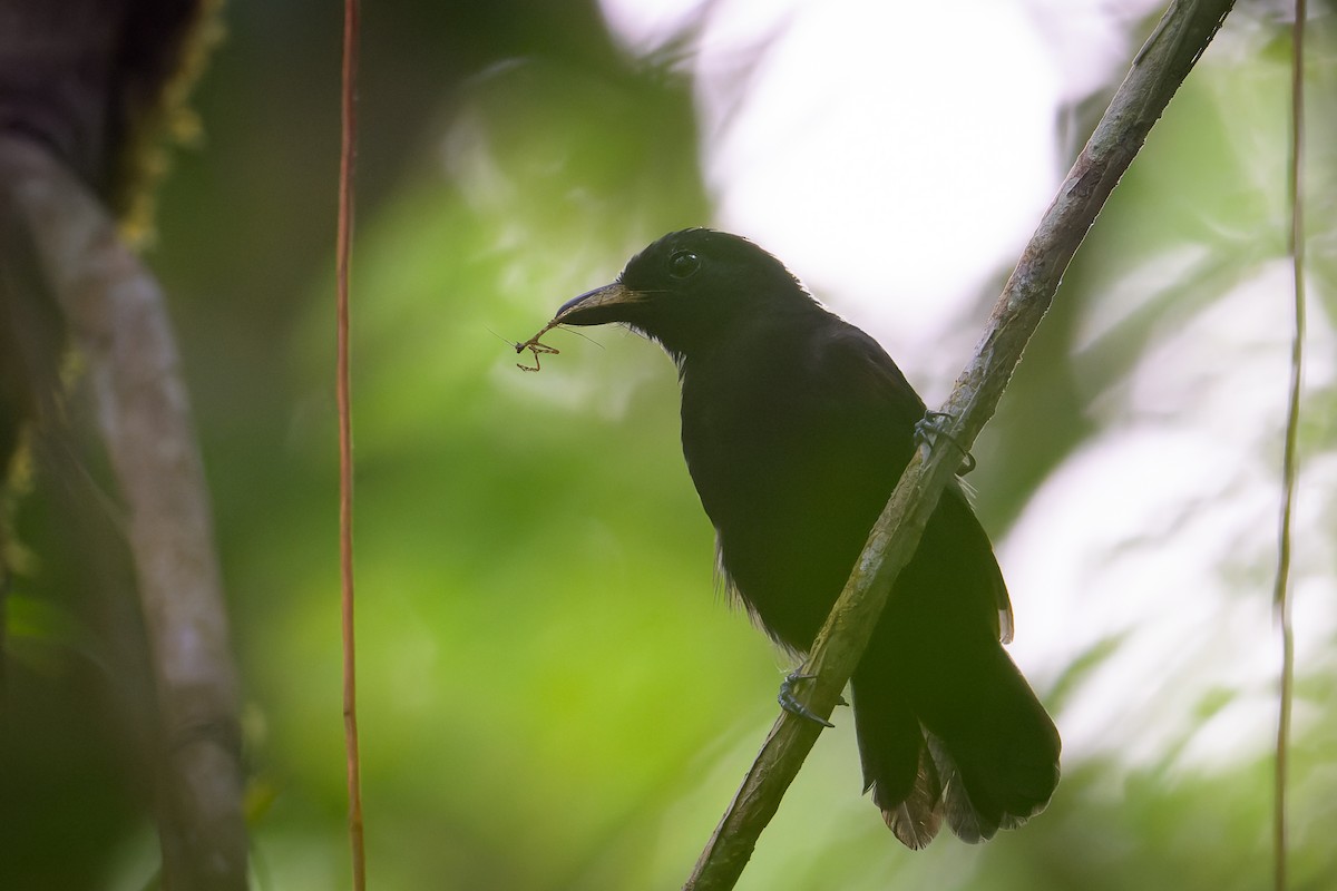 Cocha Antshrike - ML638238202