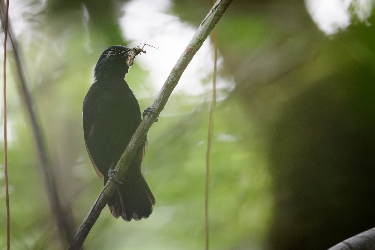 Cocha Antshrike - ML638238203