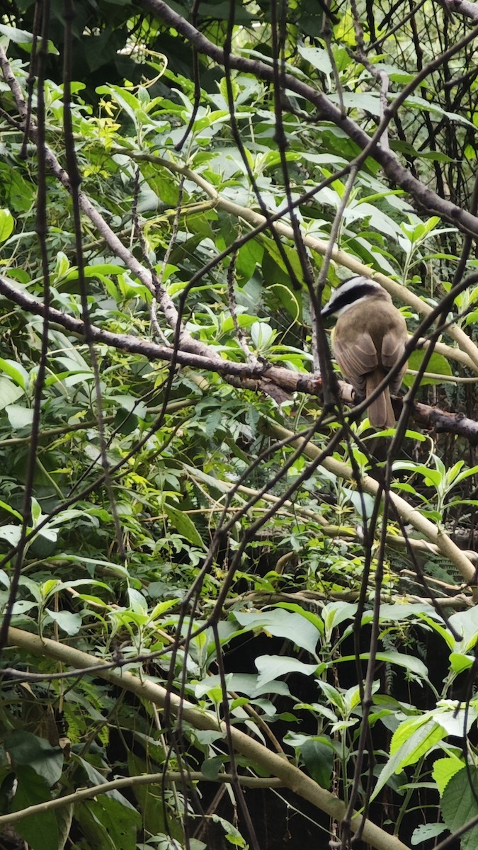 Great Kiskadee - ML638238212