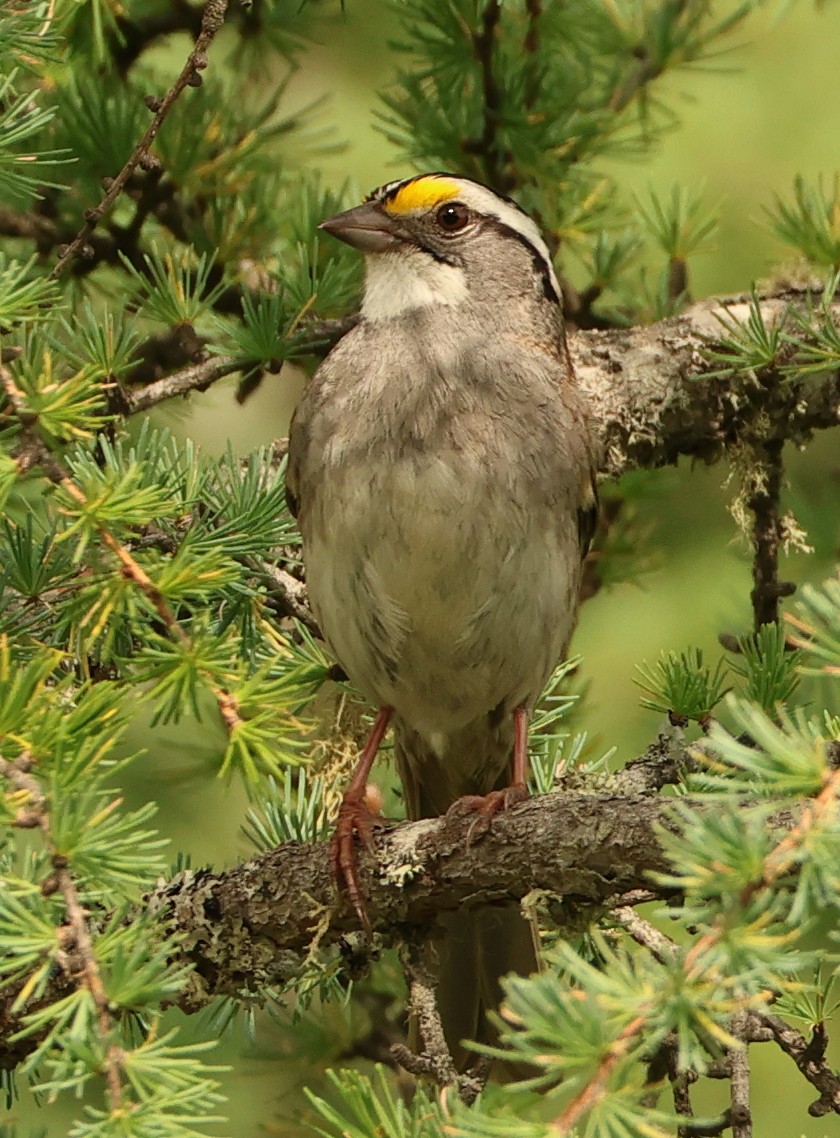 White-throated Sparrow - ML638238224