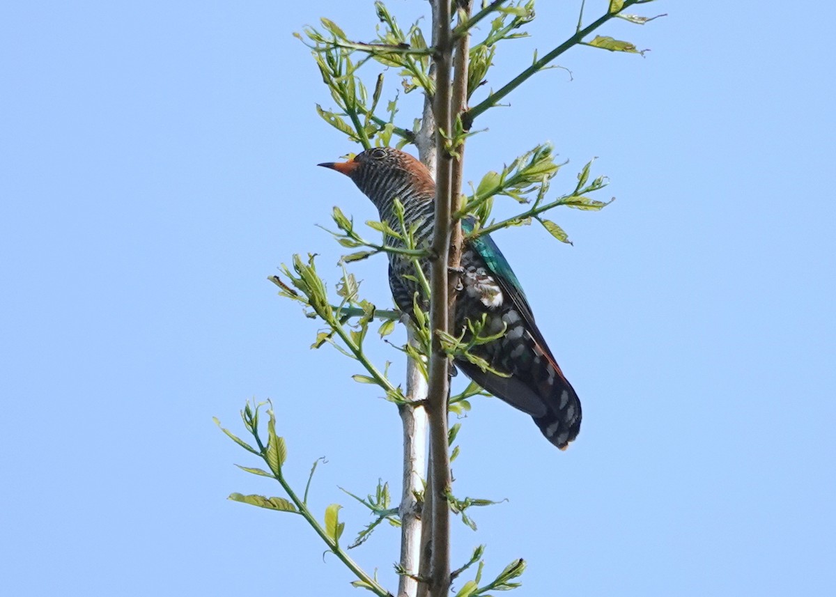 Asian Emerald Cuckoo - ML638238225