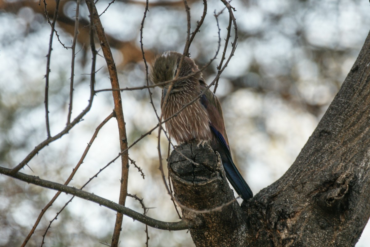 Purple Roller - ML638238226