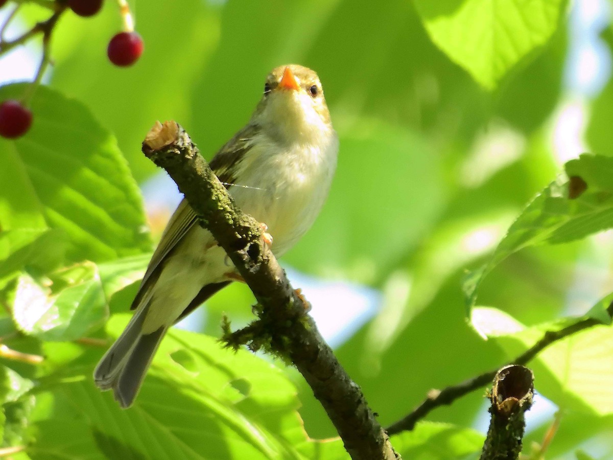 Martens's Warbler - ML638238230