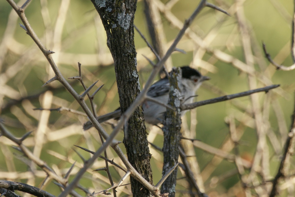 Black-backed Puffback - ML638238233