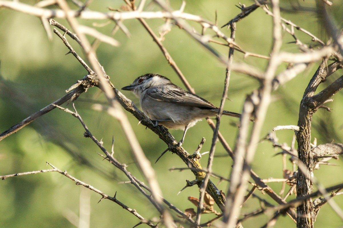 Black-backed Puffback - ML638238234