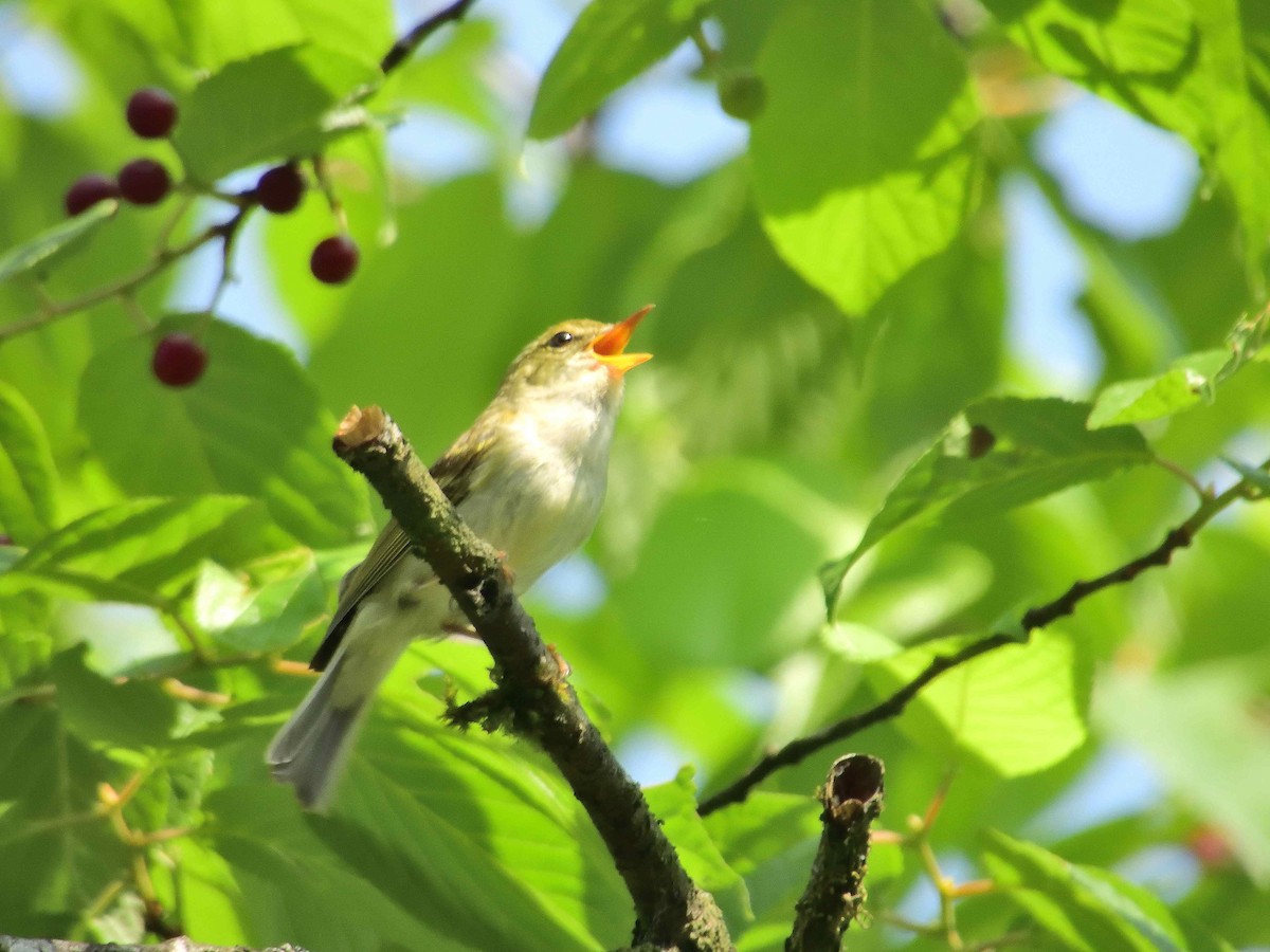 Martens's Warbler - ML638238235